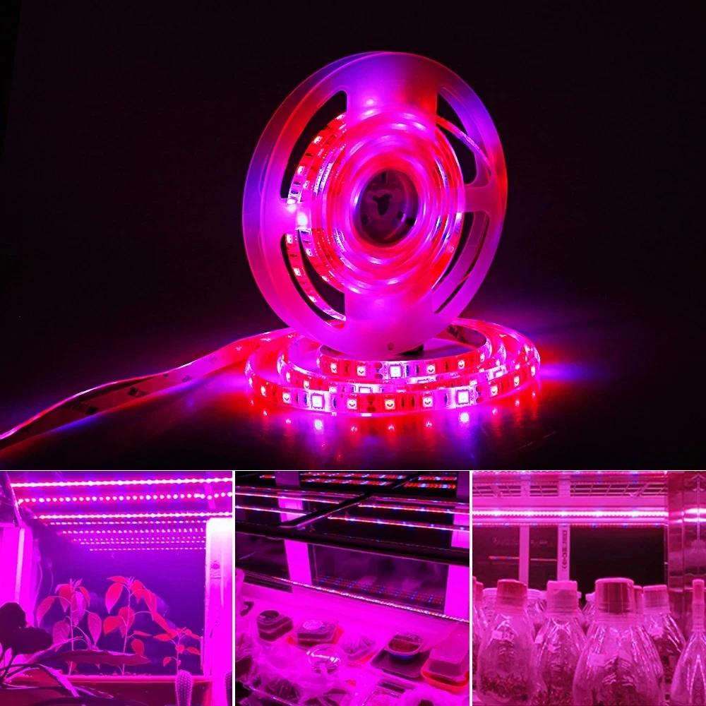 Ĺ   SMD LED Ʈ, ǳ   , Phytolamp, Ǯ Ʈ, 300 LED, 5050, 5m, 12V
